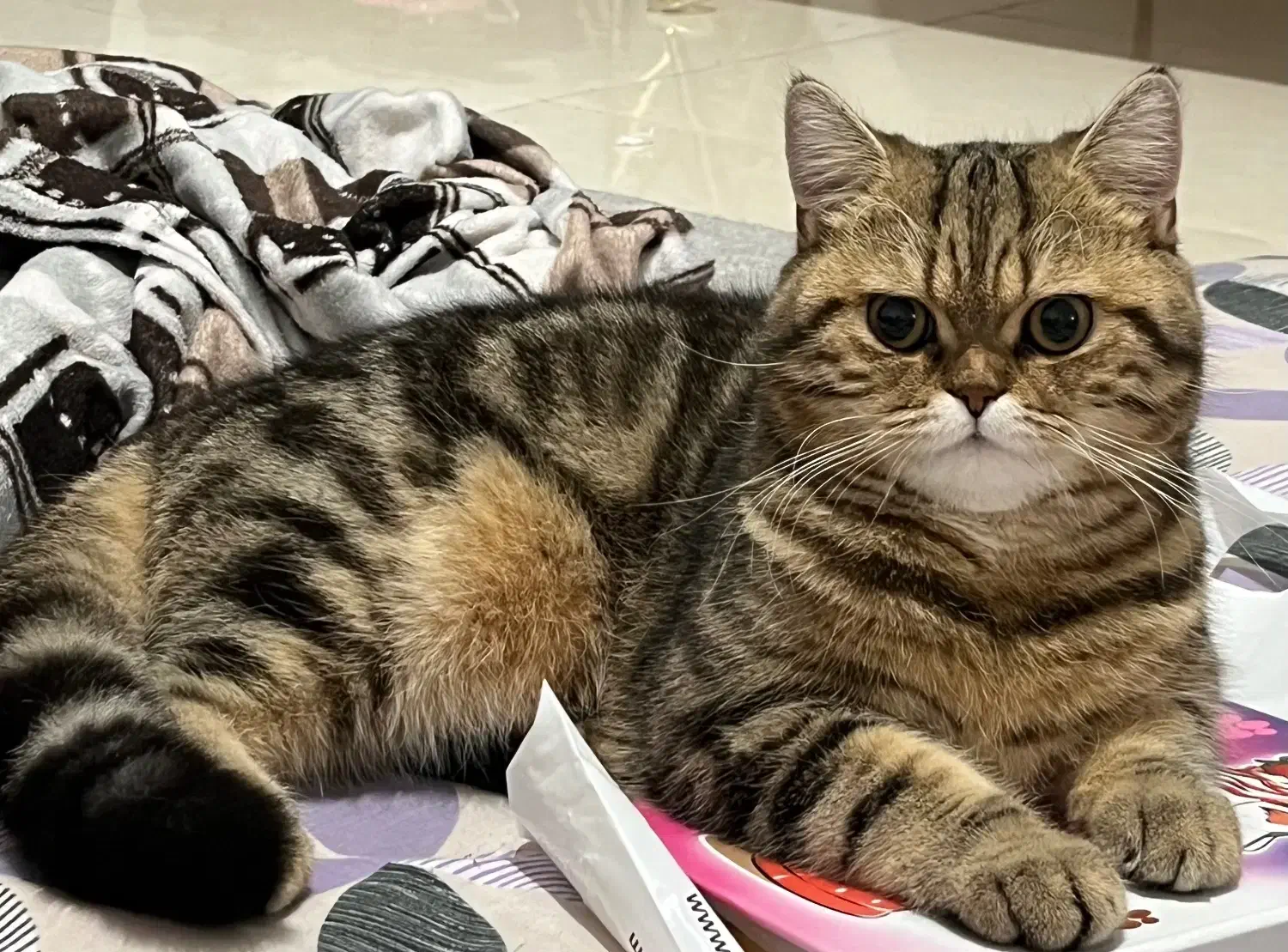 واگذاری گربه|گربه|بروجرد, |دیوار