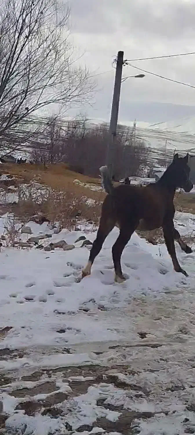 کره نریون|اسب و تجهیزات اسب‌سواری|دورود, |دیوار