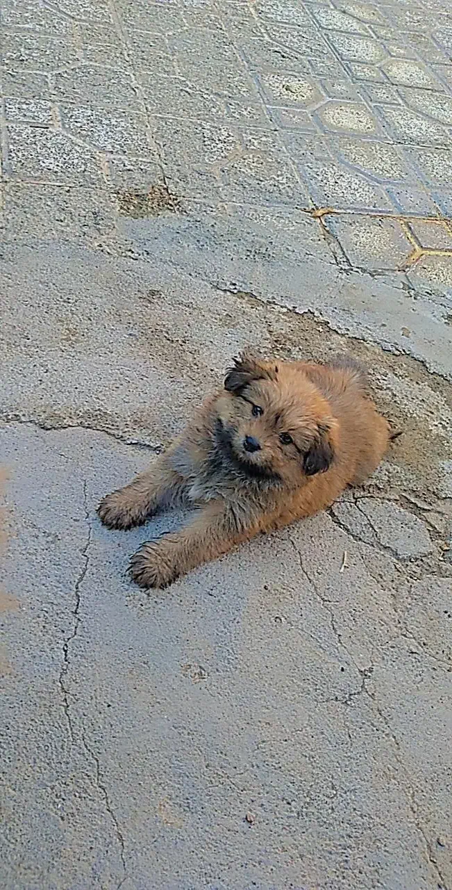 سگ شیتزو پشمالو نر|سگ|کاشمر, |دیوار