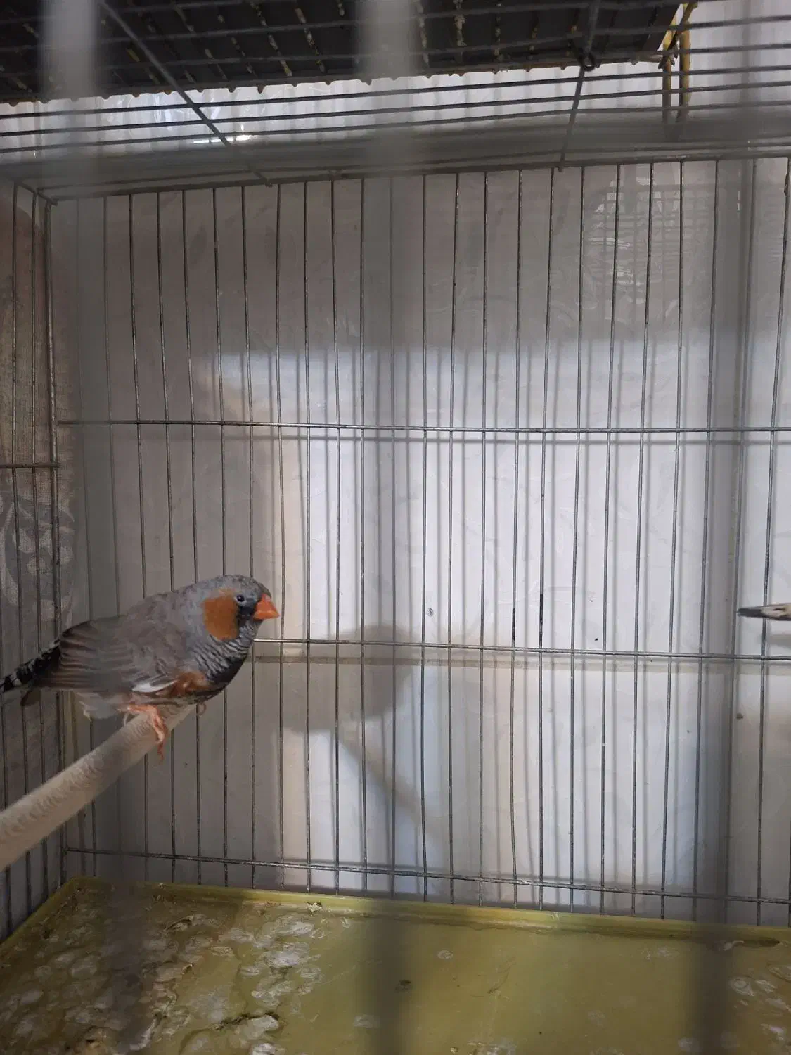 فنچ انگلیسی|پرنده|قم, هفت تیر|دیوار