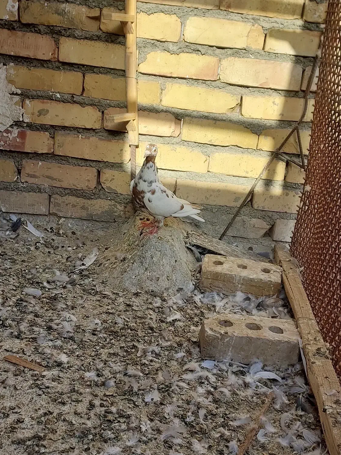 کارل میلمنز|پرنده|تربت جام, ترکمن ها|دیوار