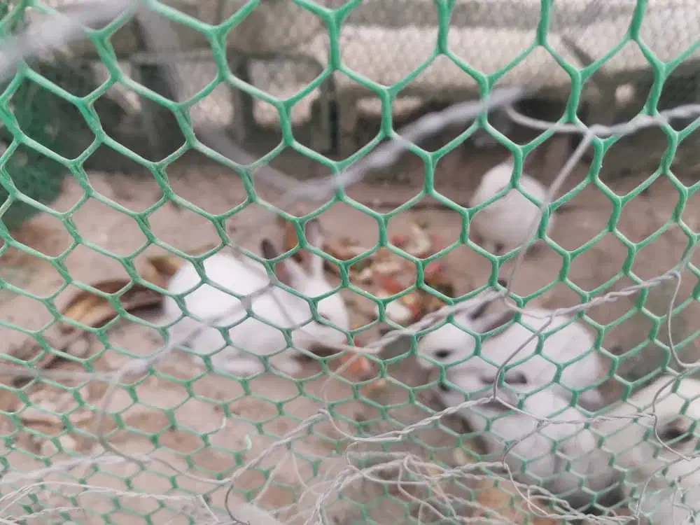 خرگوش چشم اشکی|موش و خرگوش|فراشبند, |دیوار