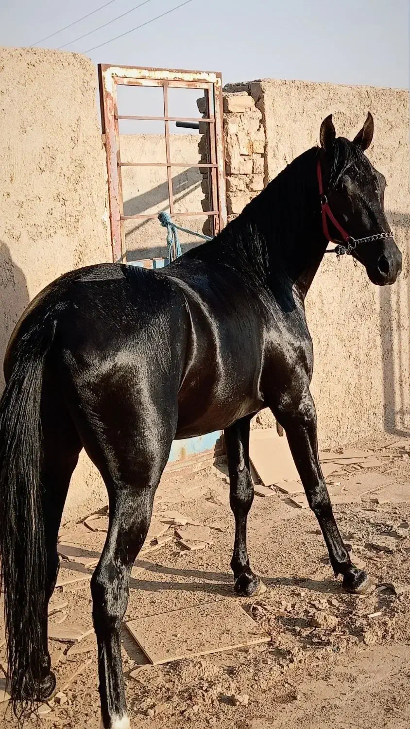 اسب نریان جوان دوسالو نیم خوش رنگ|اسب و تجهیزات اسبسواری|ساوه, |دیوار