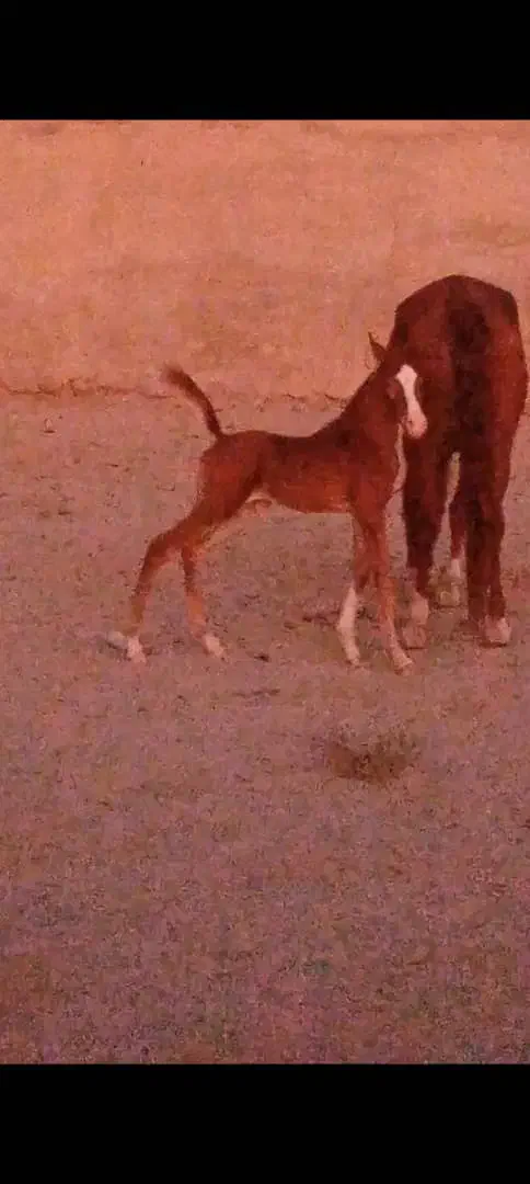 مادیون یسر وارداتی|اسب و تجهیزات اسبسواری|شوش, |دیوار