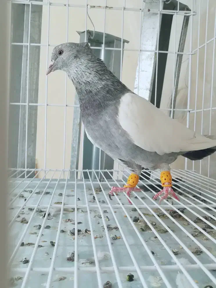 کفتر سینه سبز و چنتا جوجه|پرنده|شیراز, سینما سعدی|دیوار