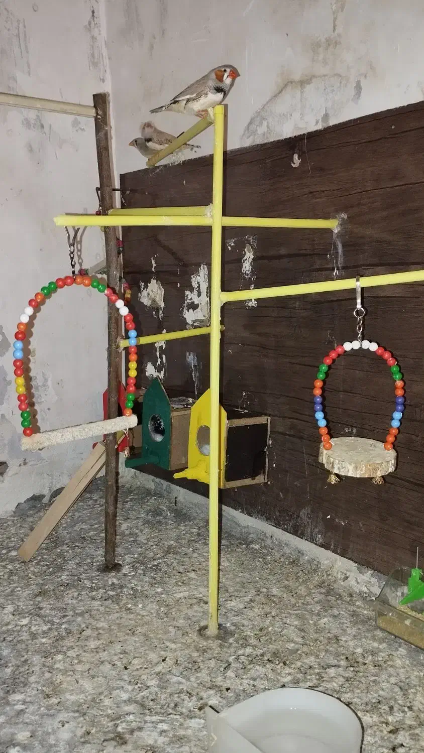 فنچ مولد|پرنده|قزوین, |دیوار