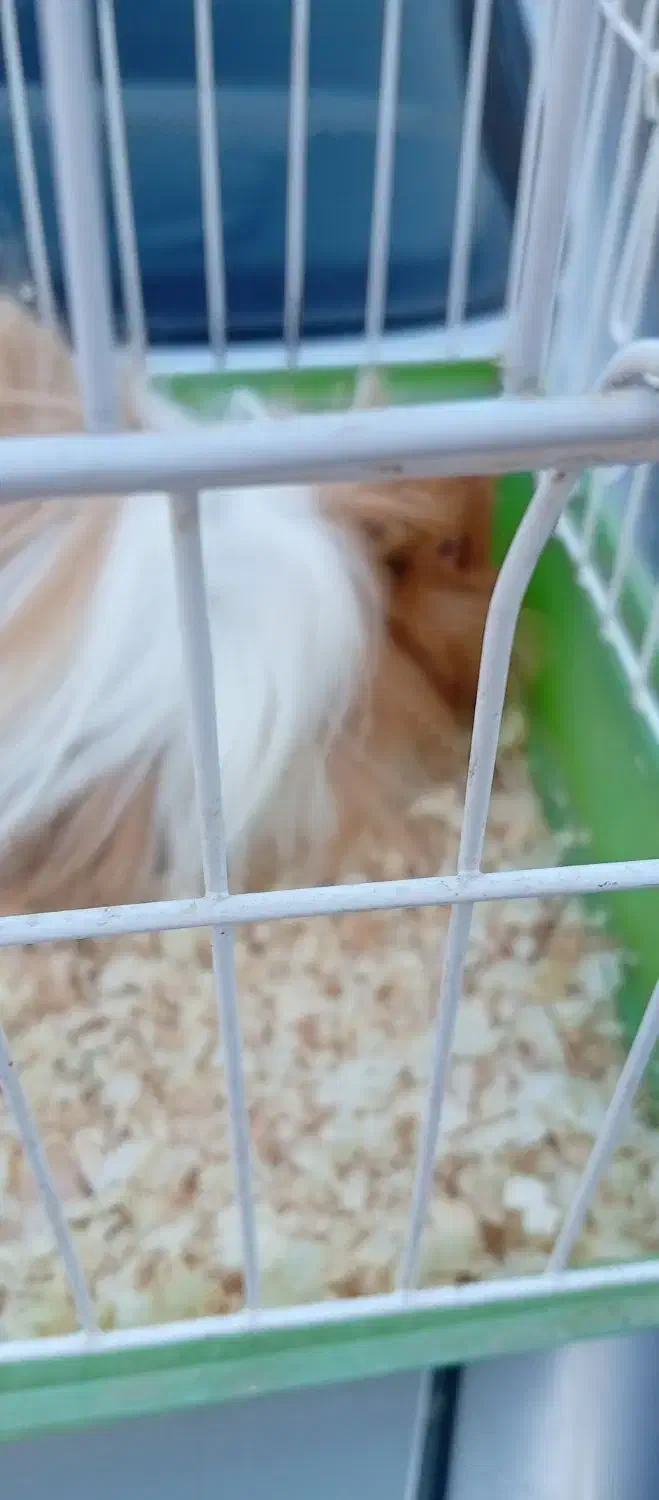 خوکچه هندی|موش و خرگوش|زرند, |دیوار