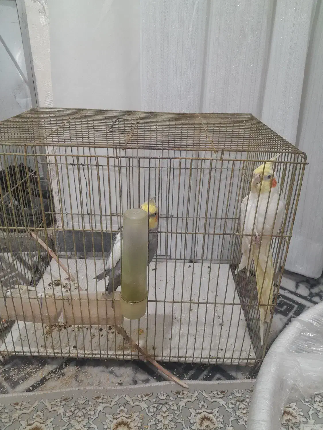 عروس هلندی|پرنده|اردبیل, |دیوار