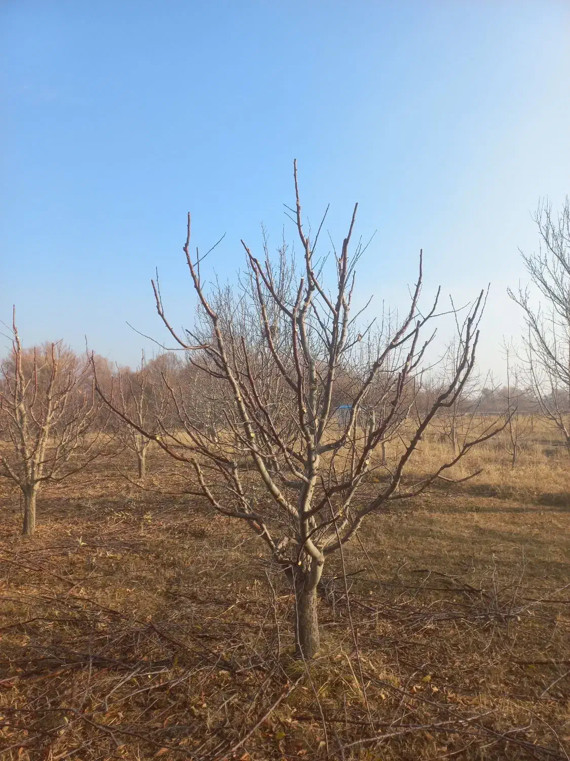 هرس کاری|خدمات باغبانی و درختکاری|مراغه, |دیوار