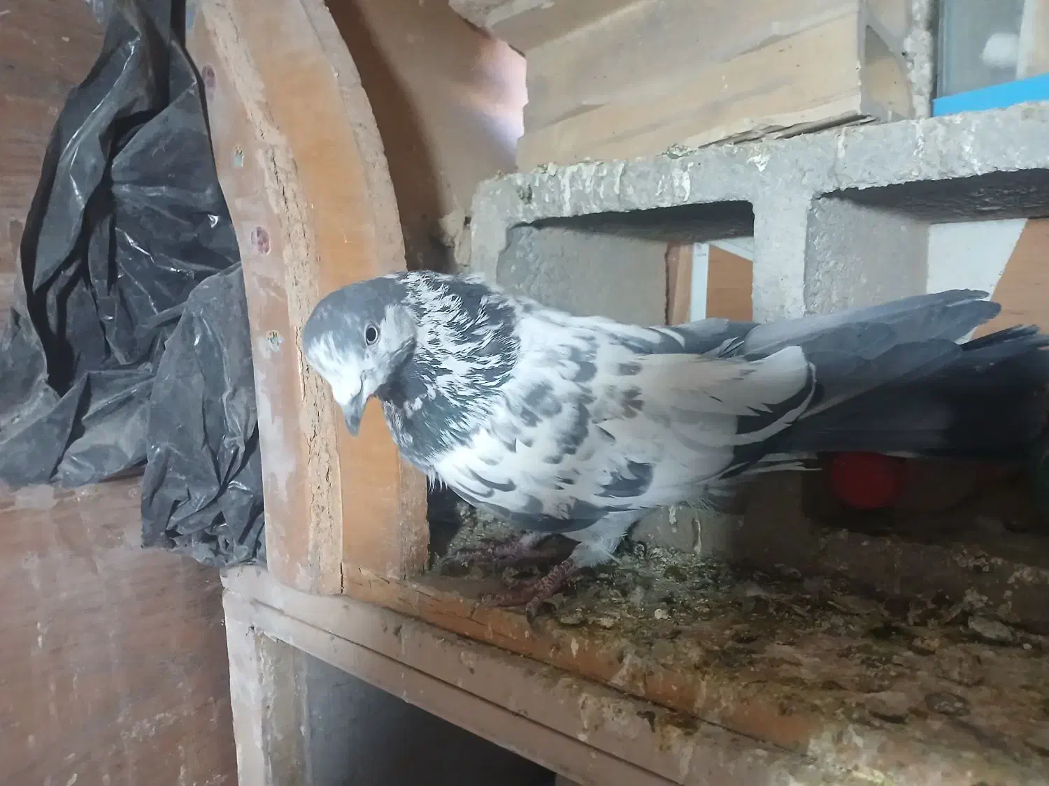 کبوتر نر|پرنده|شاهرود, |دیوار