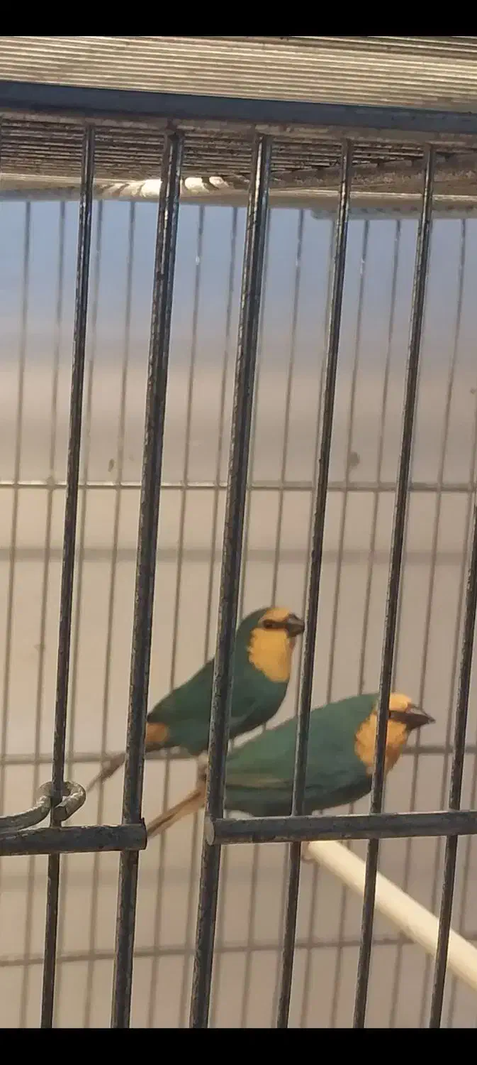 فنج|پرنده|کرج, شاهین‌ویلا|دیوار