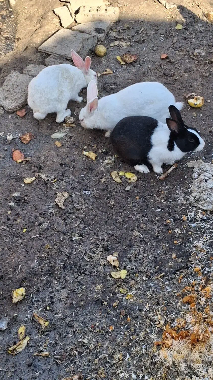 خرگوش با قیمت مناسب|موش و خرگوش|خرمشهر, |دیوار