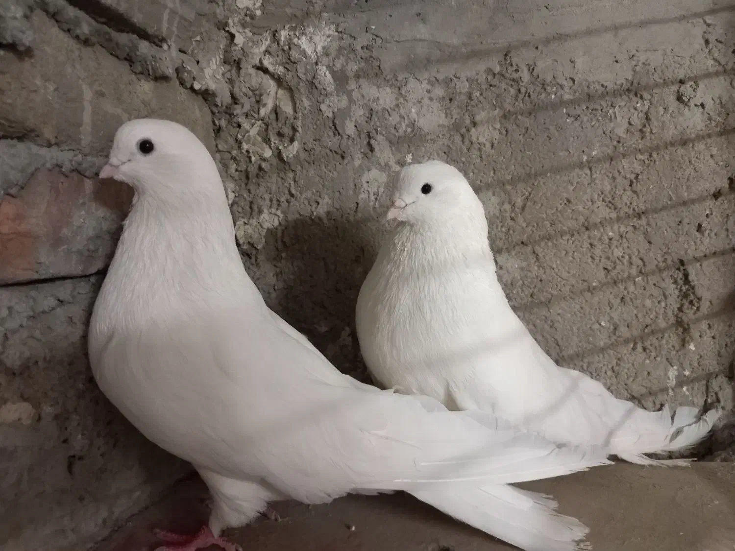 کبوتر زینتی|پرنده|محمدشهر, ولدآباد|دیوار