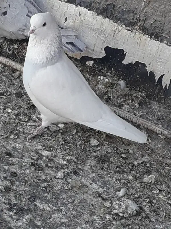 کبوتر نر طوقی ابی|پرنده|یزد, |دیوار