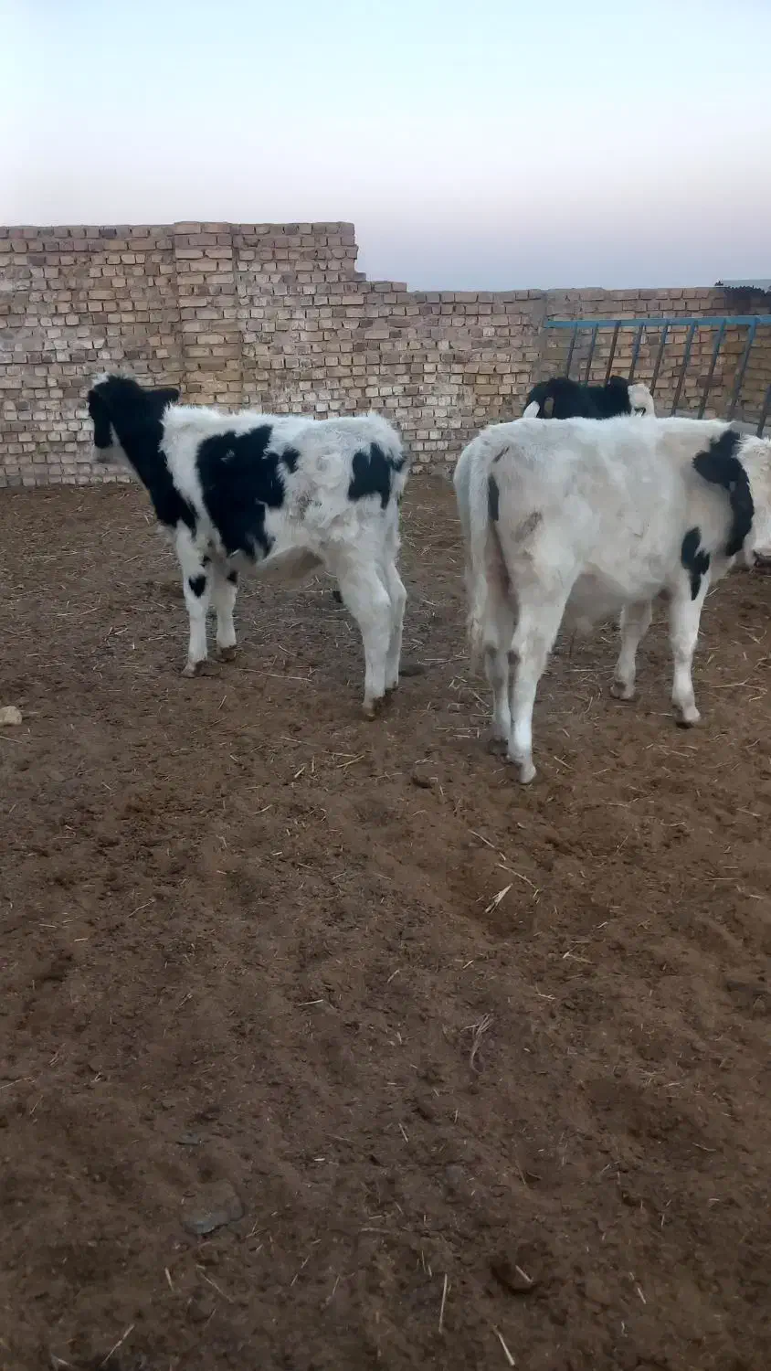فروش سه راس گوساله نر و یک ماده|حیوانات مزرعه|گناباد, |دیوار