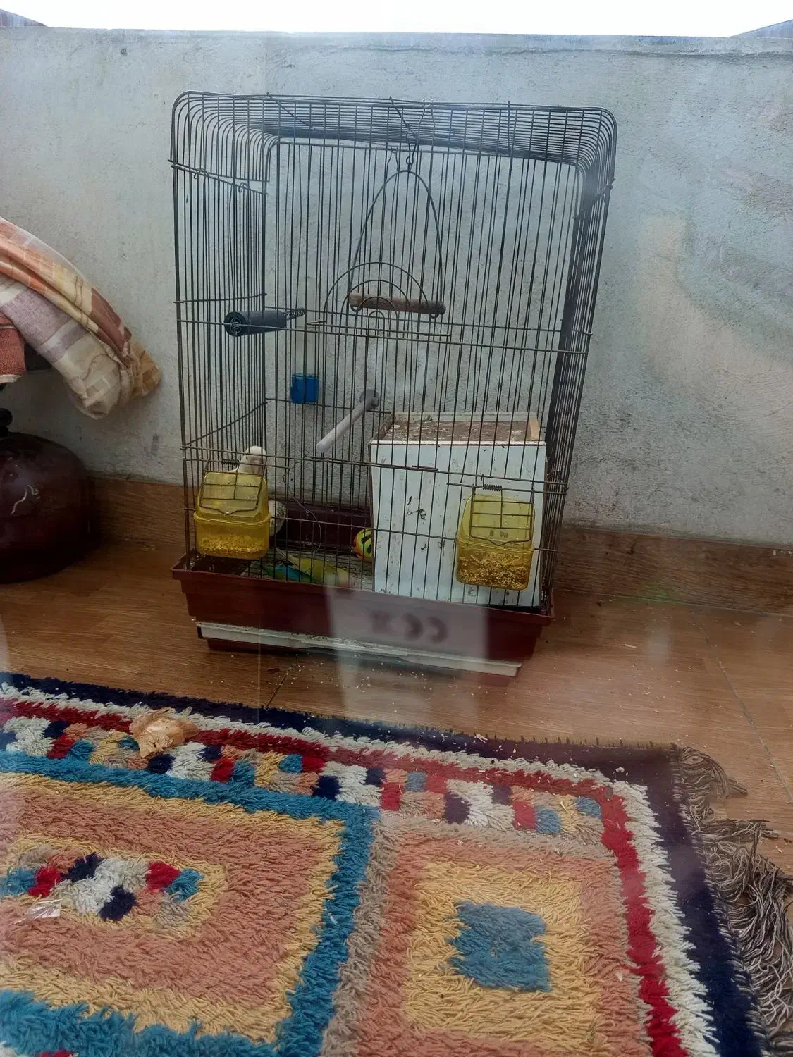 دوتا طوطی برزیلی نر و ماده|پرنده|رشت, کوی مهر|دیوار