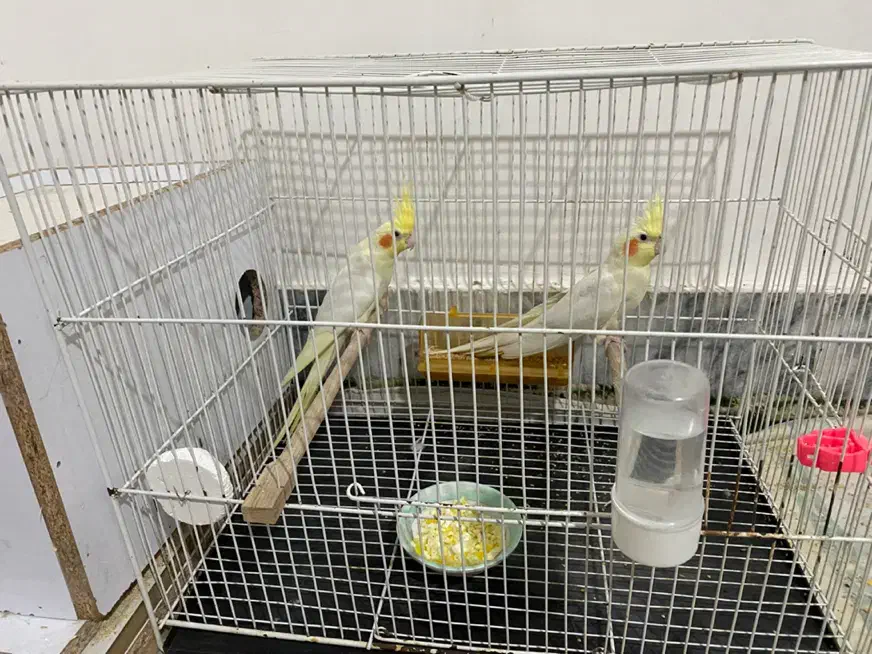 عروس هلندی|پرنده|تربت جام, یحیی آباد|دیوار