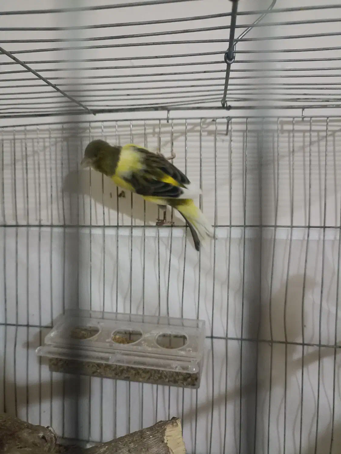 قناری نر و ماده|پرنده|تبریز, |دیوار