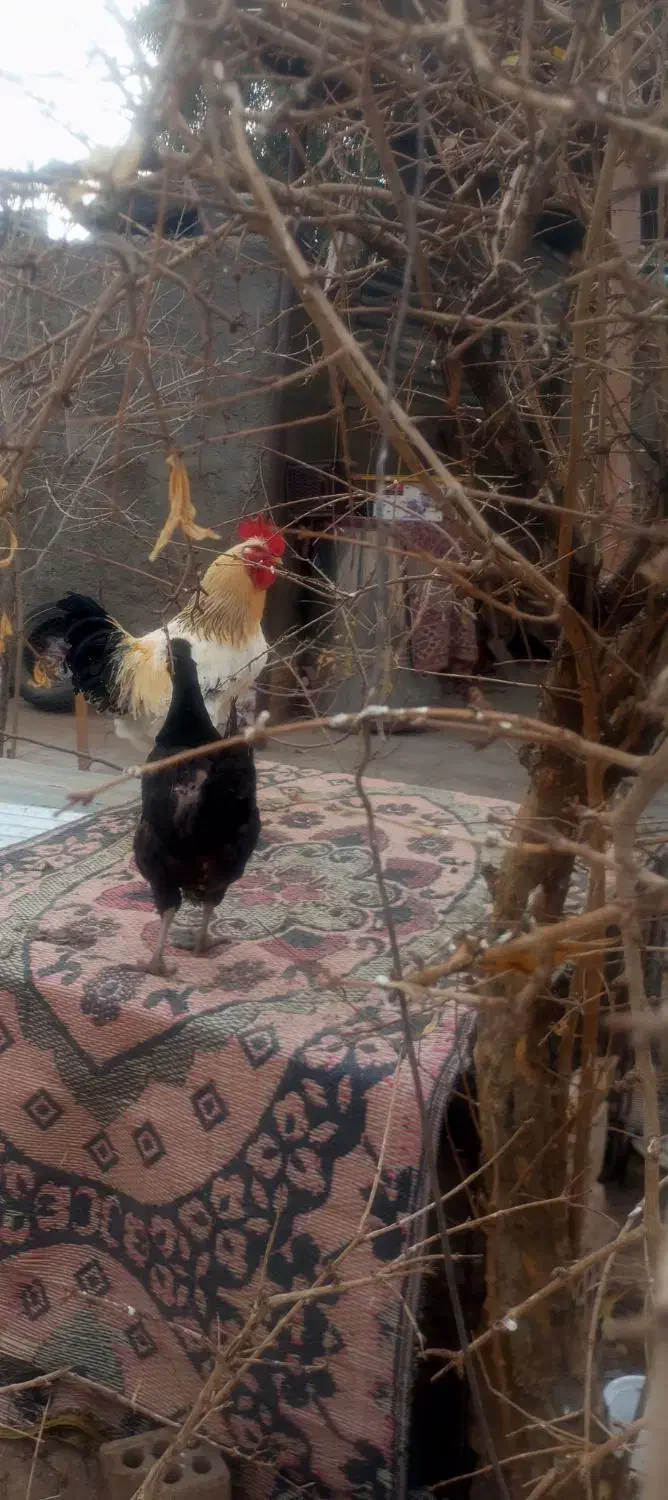 مرغ و خروس|حیوانات مزرعه|زرند, |دیوار