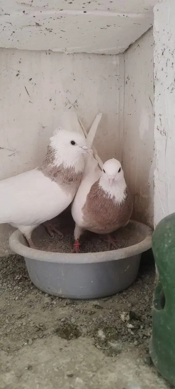 کبوتر طوقی مهر|پرنده|محمدشهر, محمدشهر|دیوار