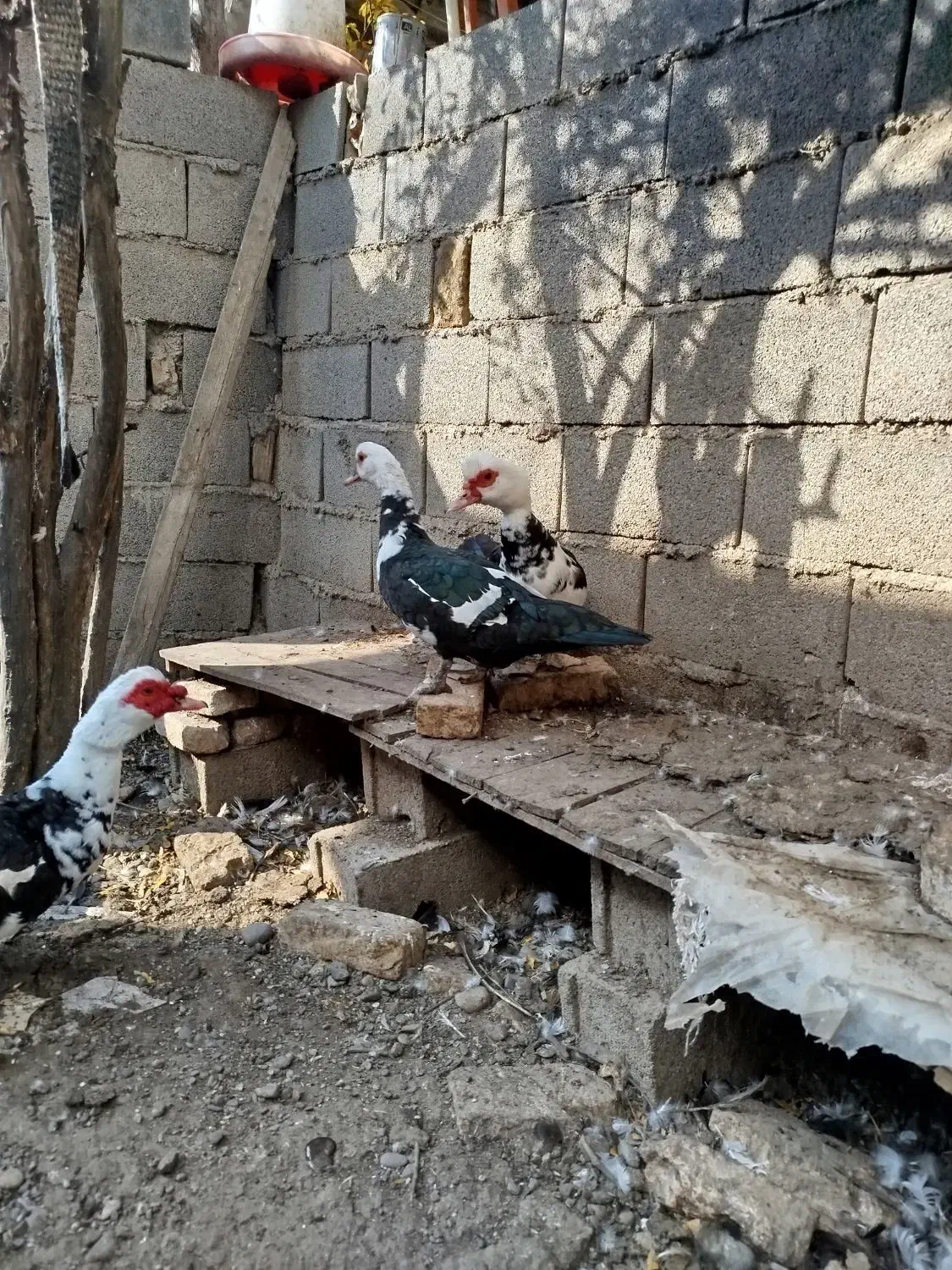 اردک اسراییلی|حیوانات مزرعه|سرخنکلاته, |دیوار