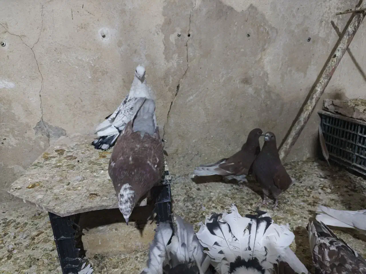 کفتر|پرنده|قم, حاج زینل|دیوار