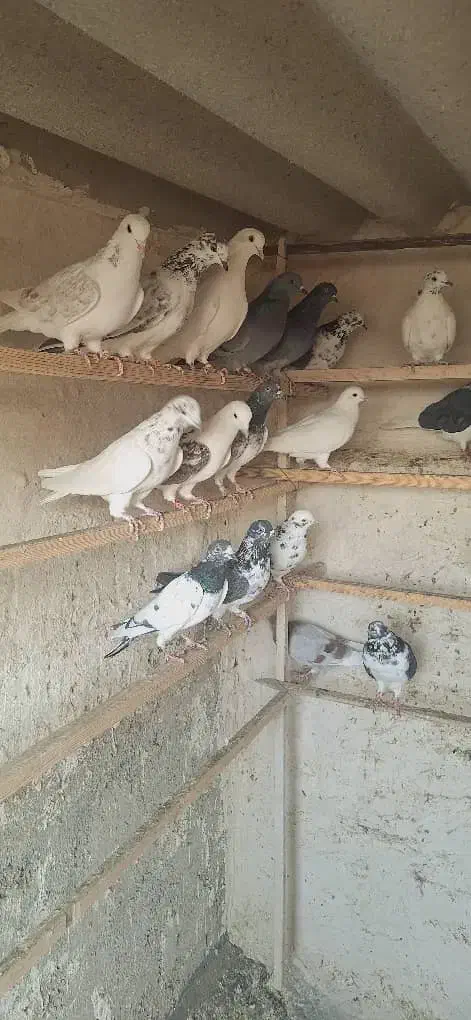 تعدادی کبوترفروشی|پرنده|ری, امین آباد|دیوار