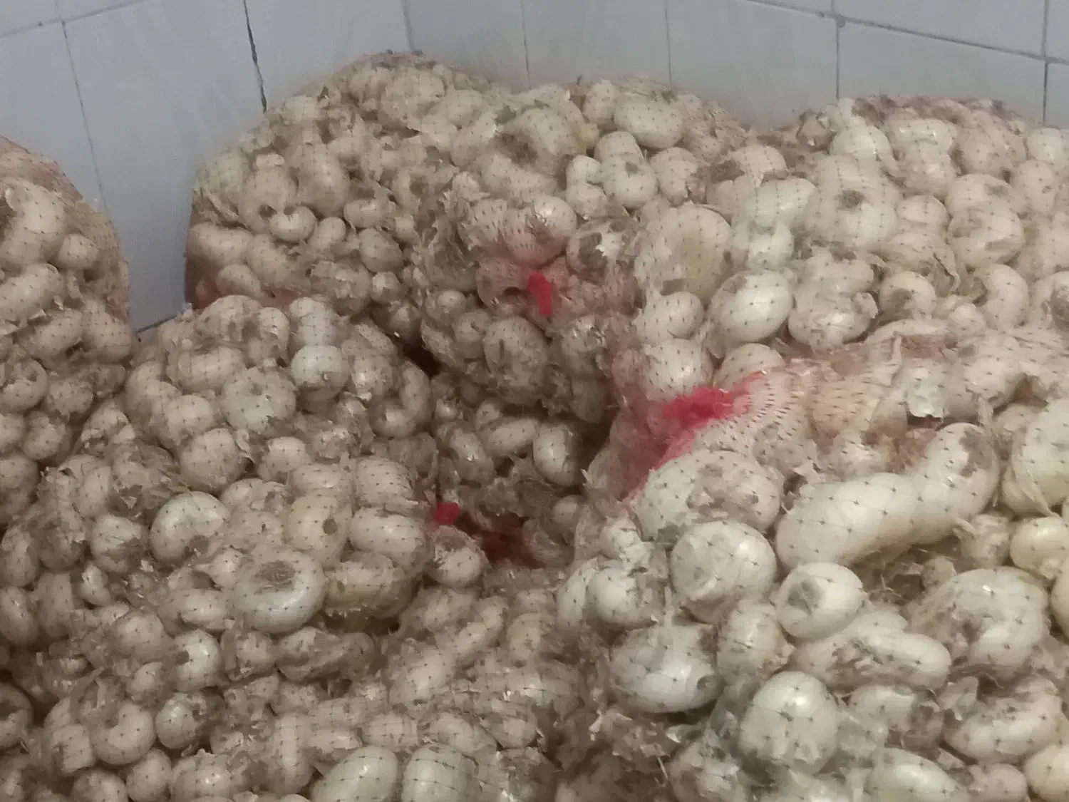 پیاز خوردن|خوردنی و آشامیدنی|زاوه, |دیوار