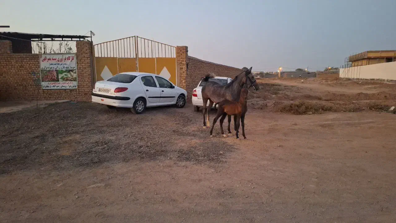 اسب|اسب و تجهیزات اسبسواری|بوئین زهرا, |دیوار