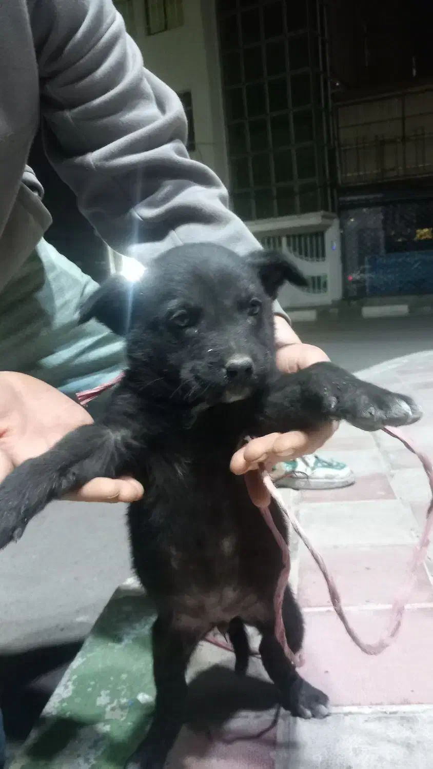 سگ .|سگ|هشتگرد, شهرک راه آهن|دیوار