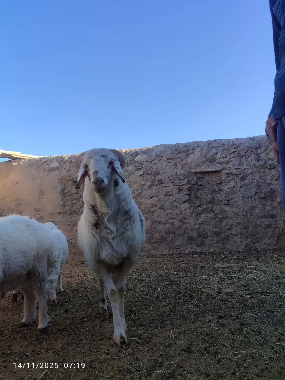 بره نر برا قوچی|حیوانات مزرعه|قهستان, |دیوار