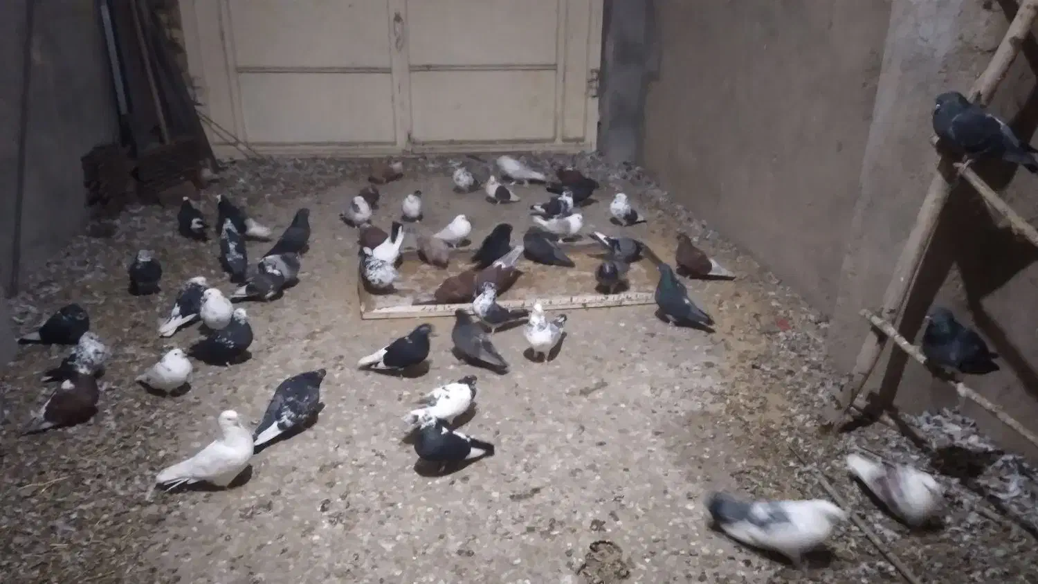 کبوتر|پرنده|بسطام, |دیوار