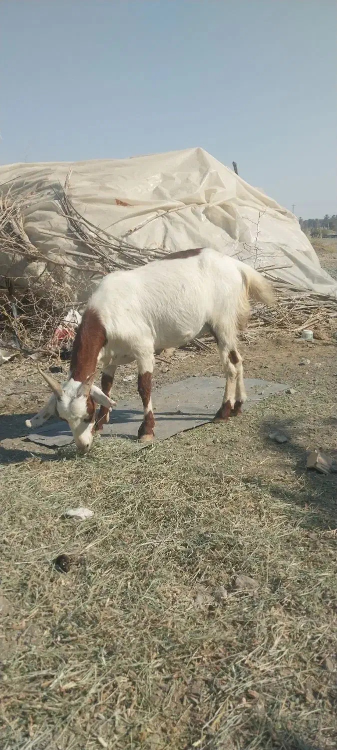 حیوانات مزرعه|حیوانات مزرعه|کهنوج, |دیوار