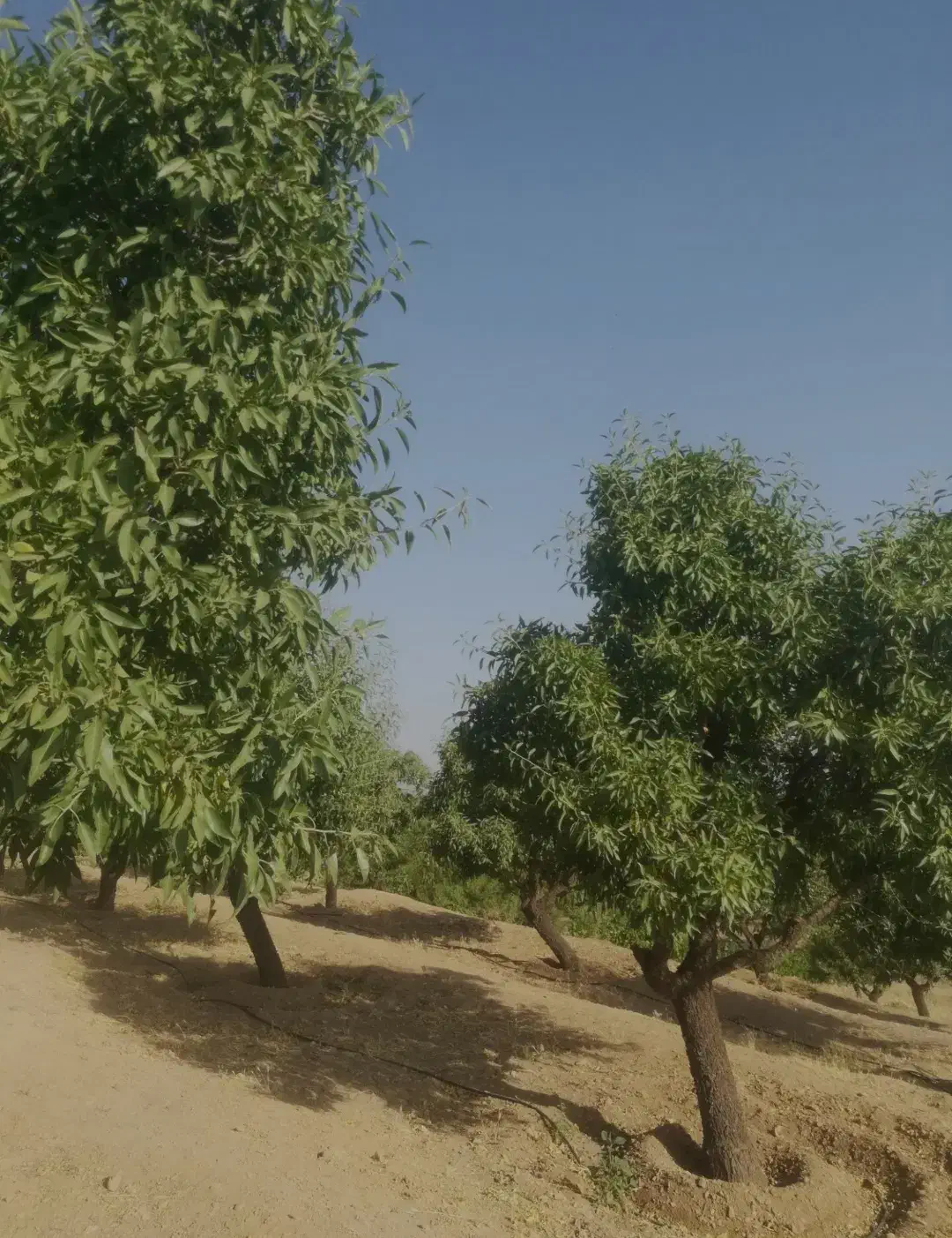 2000 متر باغ بادام(نقد یا معاوضه با ماشین)|فروش زمین و ملک کلنگی|سامان, |دیوار