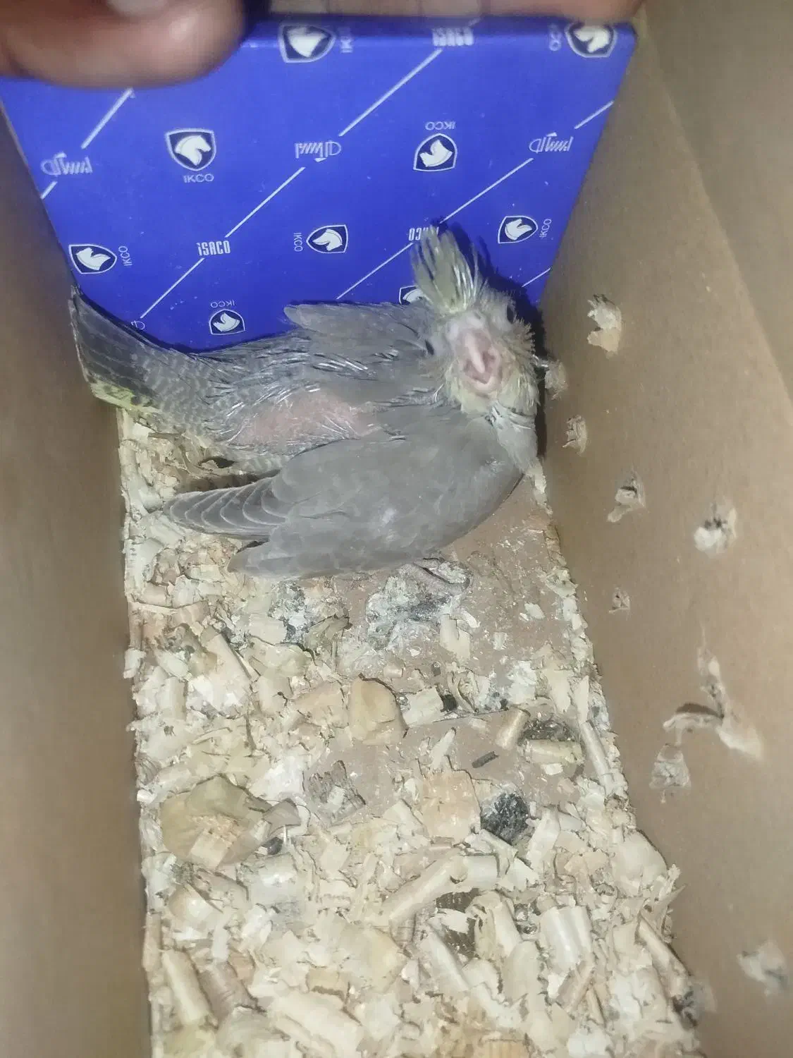 جوجه عروس سرلاکی|پرنده|میناب, |دیوار