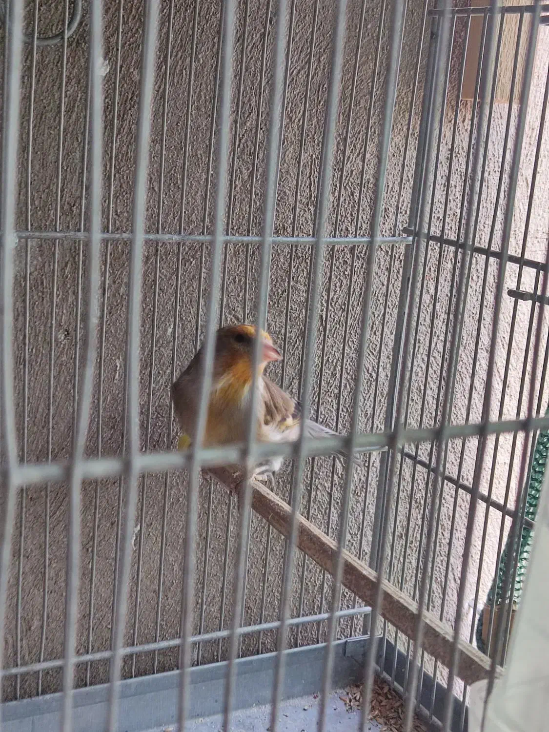 سهره قناری نر|پرنده|تهران, زرکش|دیوار