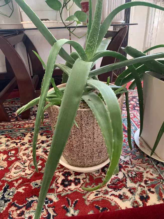 گل الوورا|گل و گیاه طبیعی|نهاوند, |دیوار