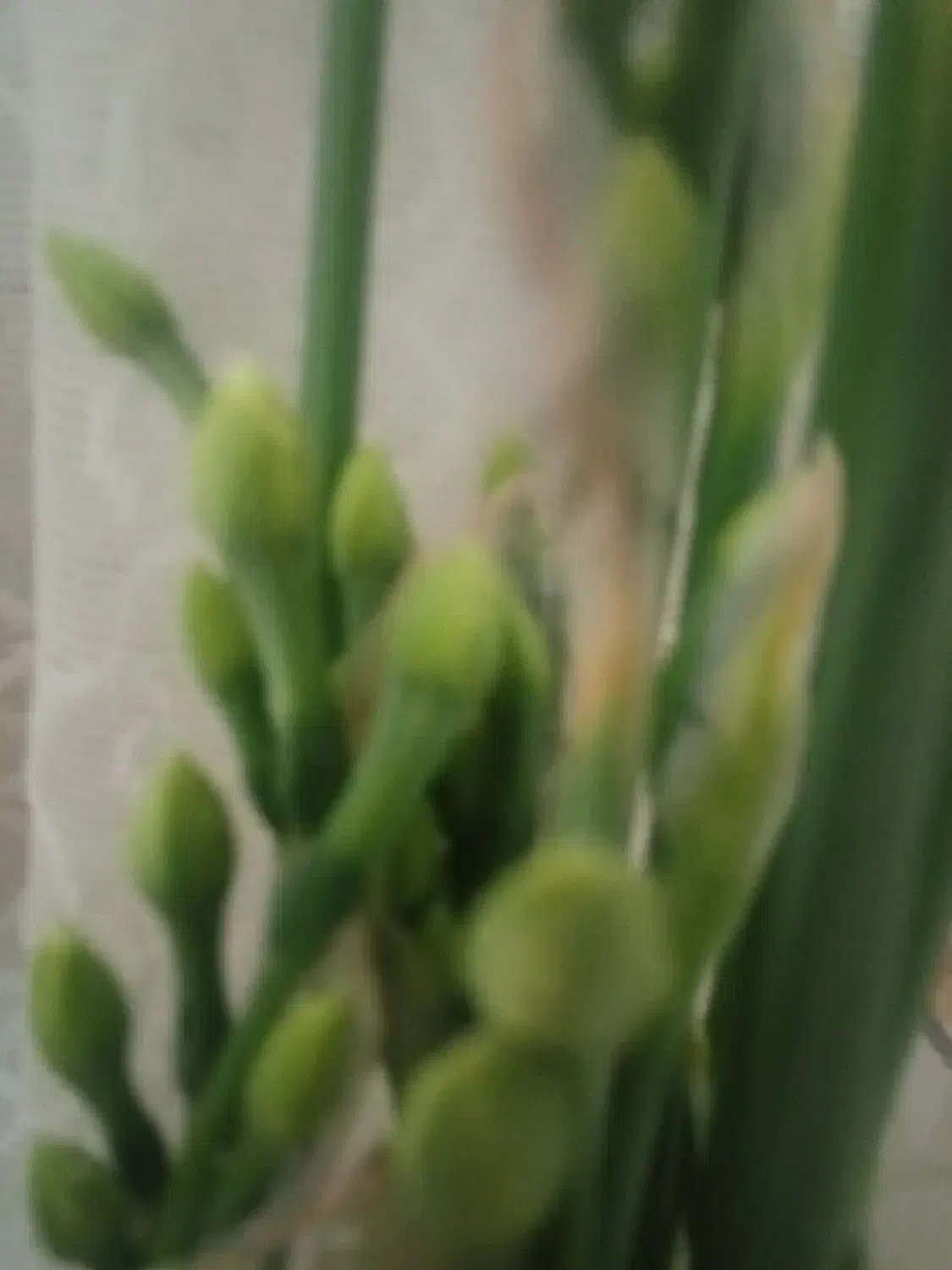 کل نرگس بومی سمنان|گل و گیاه طبیعی|امامزاده عبدالله, |دیوار