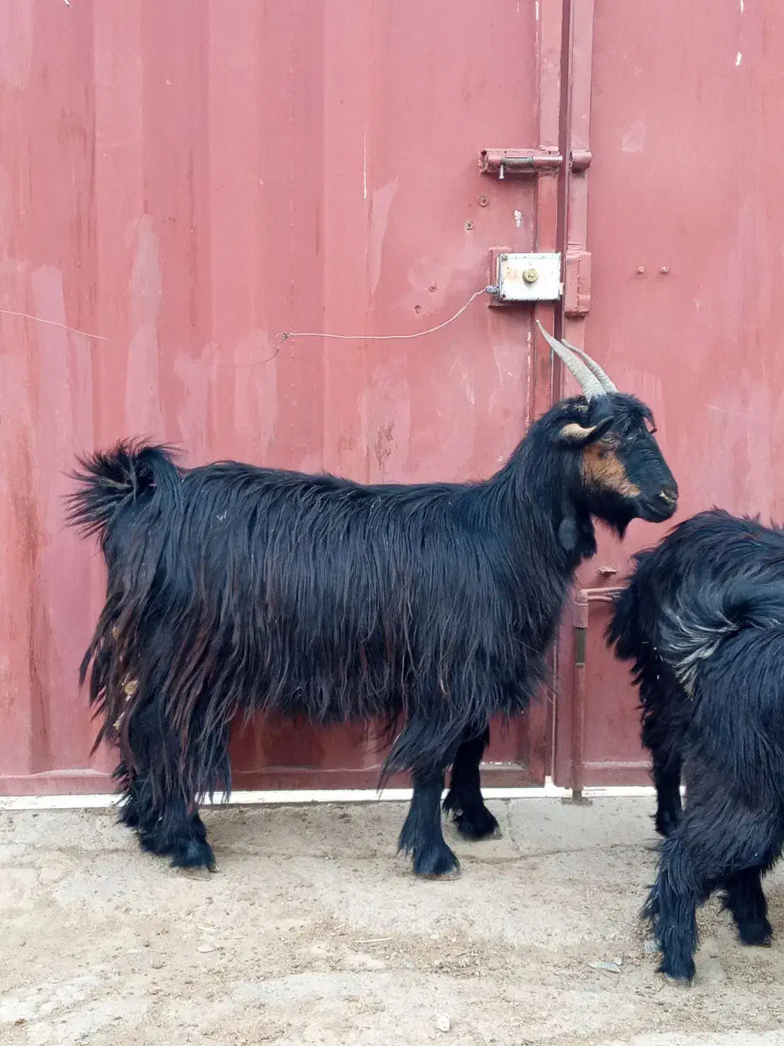 بزشیرازی|حیوانات مزرعه|اراک, |دیوار