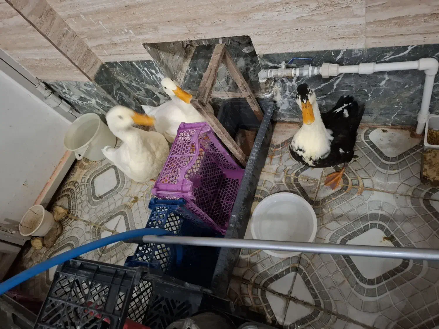 مرغابی|حیوانات مزرعه|شیراز, باباکوهی|دیوار