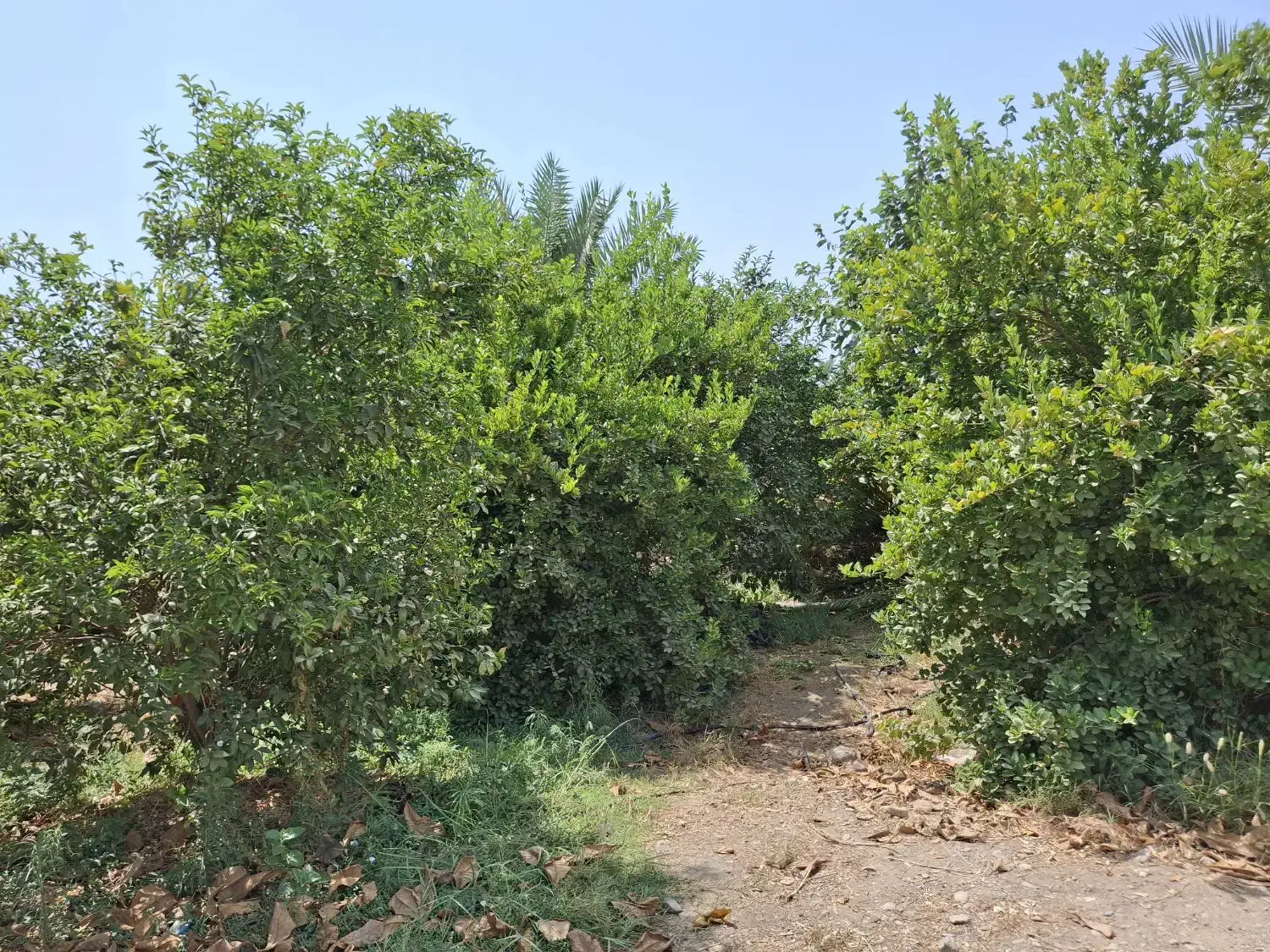 فروش باغ ویلا|فروش خانه و ویلا|رودان, |دیوار