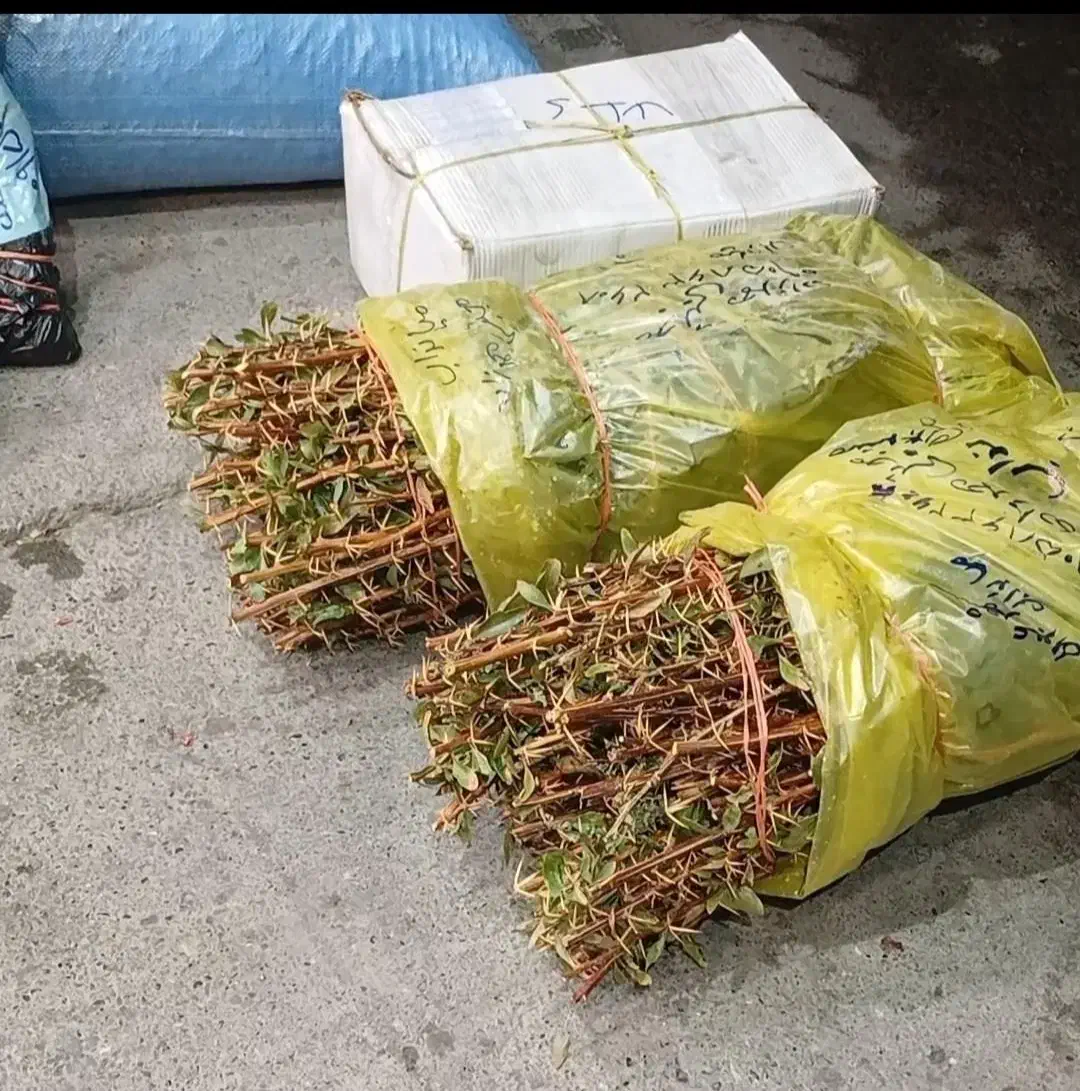 مرکزنهالتولیدیتخصصی زرشک وعناب وسنجد|خدمات باغبانی و درختکاری|قم, دانش|دیوار