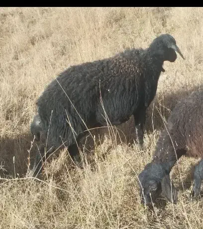 تعداد ۲میش اوستن|حیوانات مزرعه|تربت جام, امام|دیوار