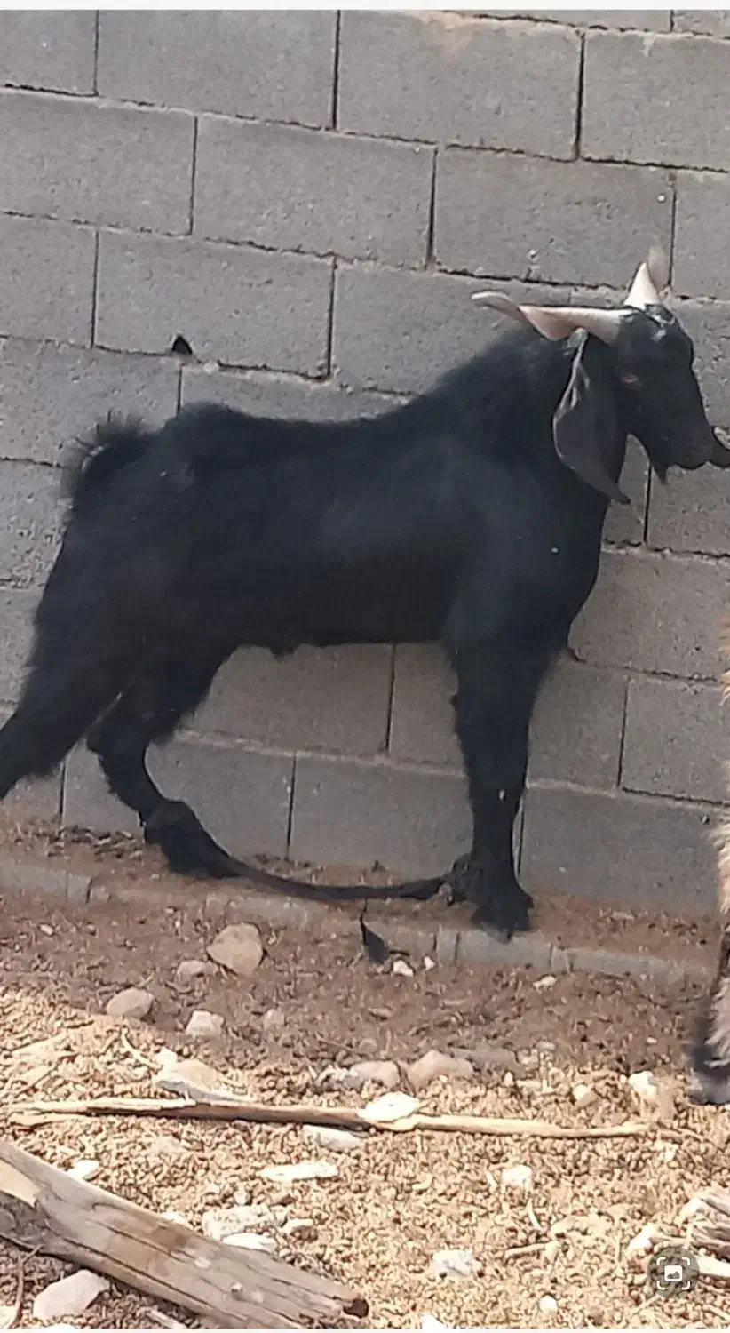 فروش بز وپازن در شهرستان جم|حیوانات مزرعه|جم, |دیوار