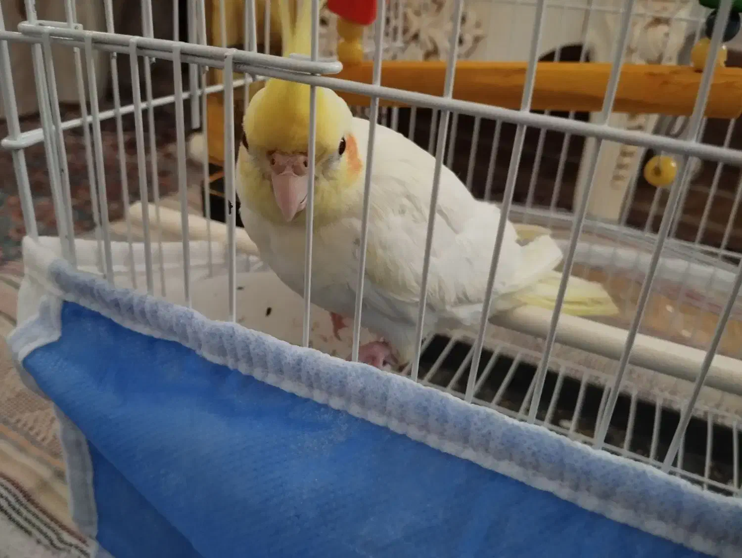 عروس هلندی دستی|پرنده|شاهین دژ, |دیوار