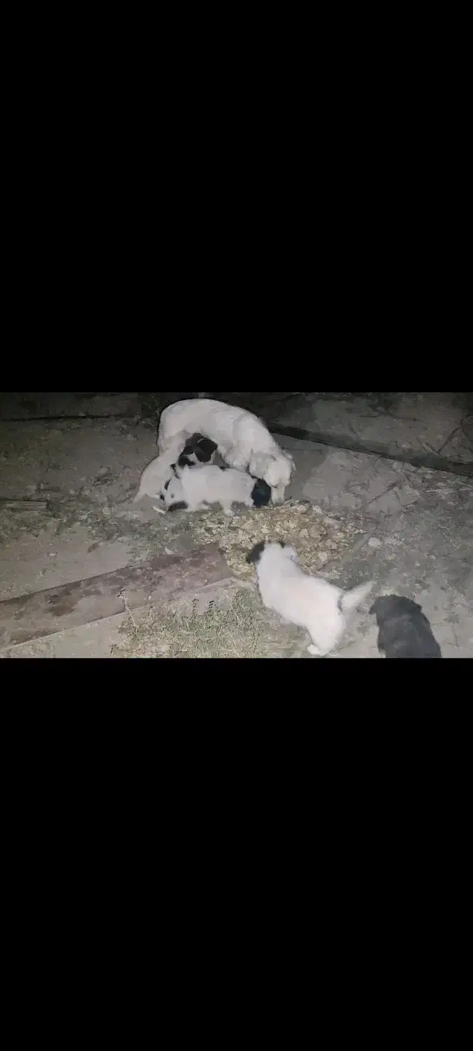 توله سگ پاکوتاه|سگ|هشتگرد, تهران دشت|دیوار