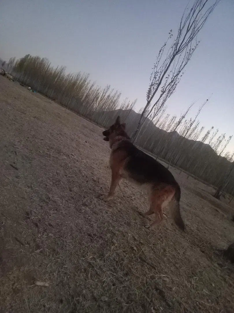 سگ ژرمن|سگ|شهرکرد, |دیوار