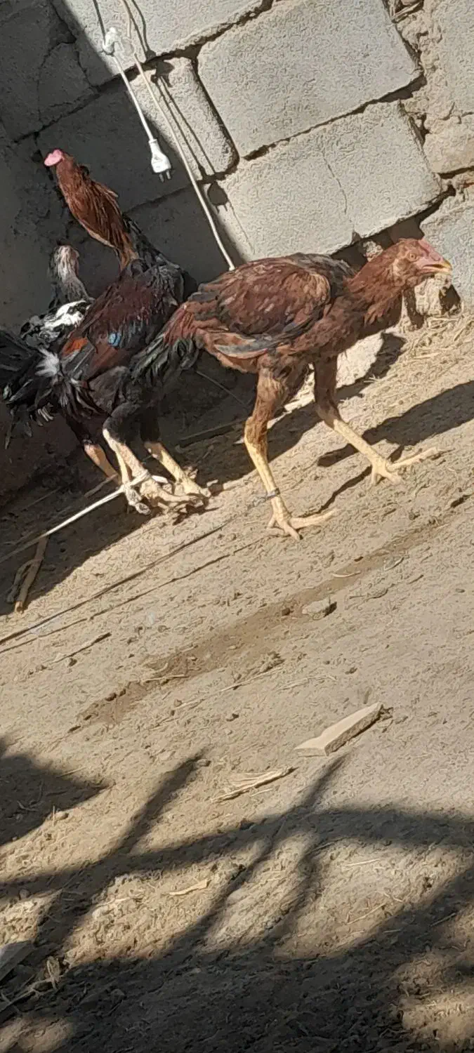 خروس لاری|حیوانات مزرعه|هامون, |دیوار