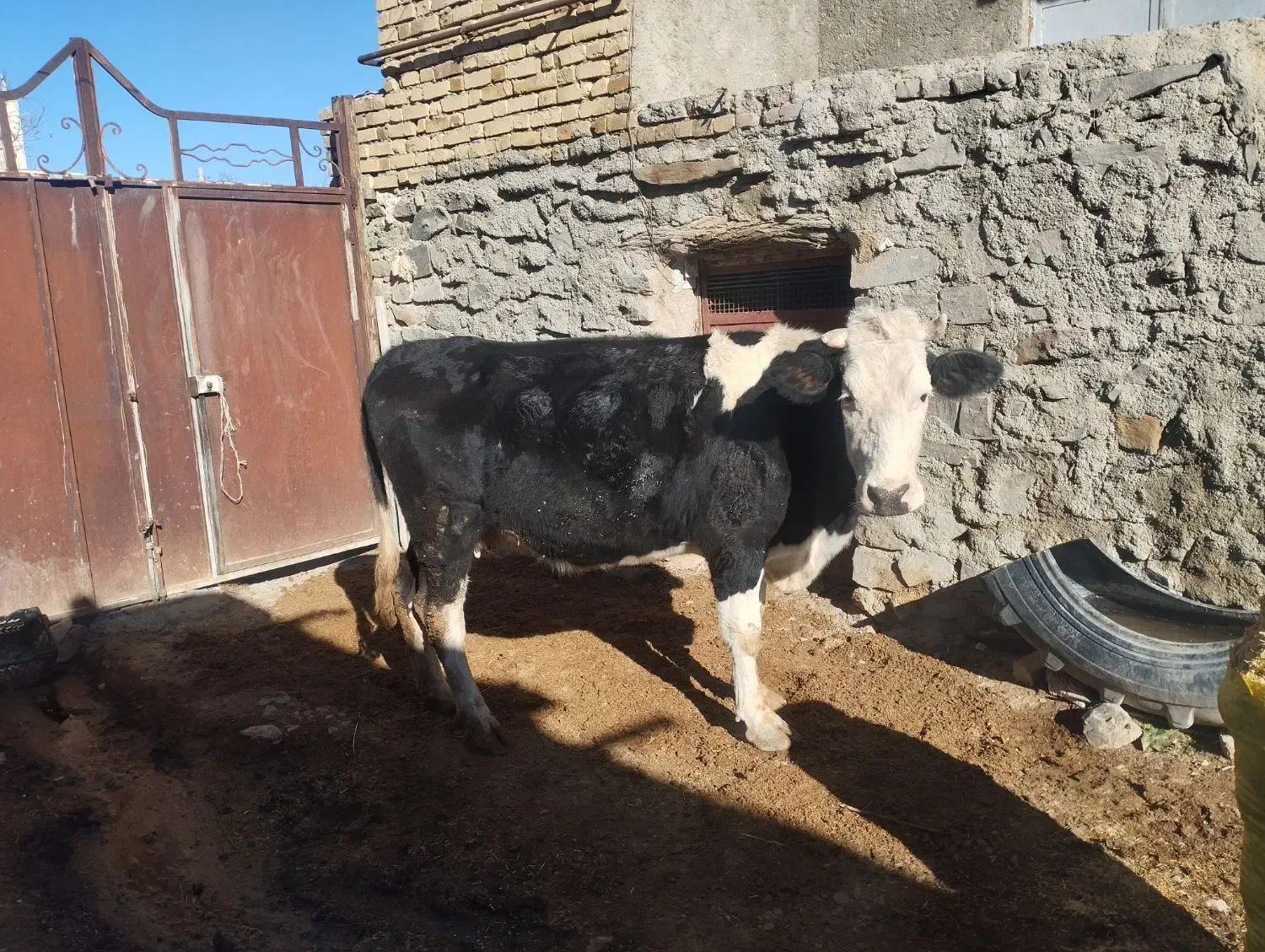 یک عددگاو سیمینتال هشت ماه ابستن شکم دوم|حیوانات مزرعه|رزن, |دیوار