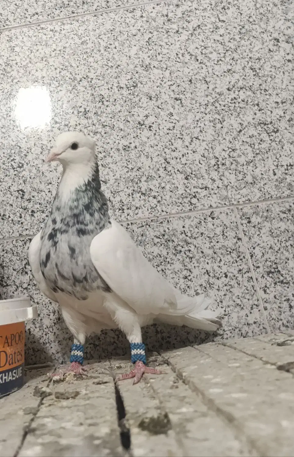 کبوتر طوقی الماسی|پرنده|بروجن, |دیوار